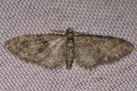 Eupithecia abbreviata