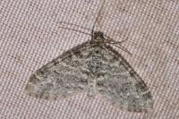 Lobophora halterata