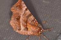 Selenia dentaria