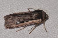 Ochropleura leucogaster