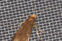 Nematopogon adansoniella