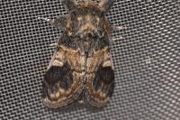 Notodonta tritophus