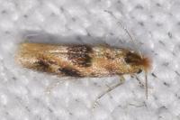 Bucculatrix ulmella