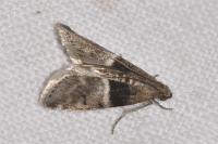 Elegia atrifasciella