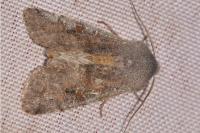 Orthosia incerta