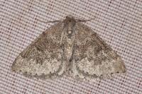 Aleucis distinctata