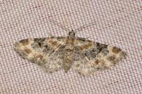 Eupithecia pulchellata