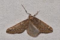 Alsophila aescularia