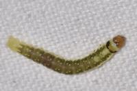 Ptycholoma lecheana