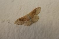 Idaea degeneraria