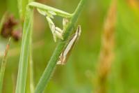 Crambus pascuella