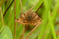 Euclidia glyphica