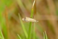 Glyphipterix thrasonella