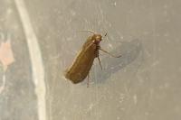 Glyphipterix fuscoviridella