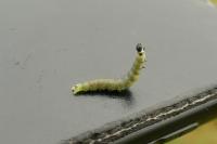 Archips xylosteana