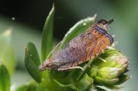 Dichrorampha plumbana
