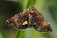 Panemeria tenebrata