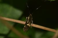 Esperia sulphurella