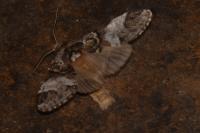 Drymonia dodonaea