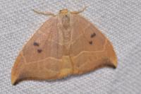 Watsonalla binaria