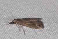 Schrankia costaestrigalis