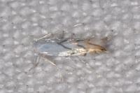 Phyllonorycter harrisella