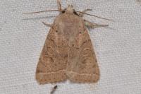 Orthosia cerasi