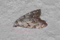 Nola confusalis