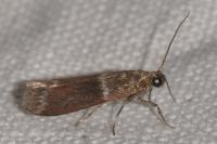 Cryptoblabes bistriga