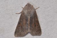 Orthosia incerta