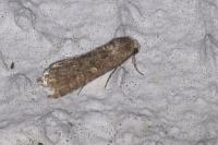 Spodoptera exigua
