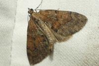 Thera obeliscata