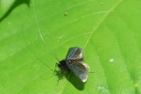 Adela reaumurella