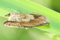 Eucosma gr. hohenwartiana