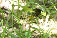 Pseudopanthera macularia
