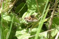 Macdunnoughia confusa