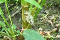 Epirrhoe alternata