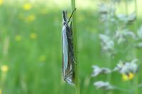 Crambus pascuella
