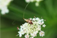 Adela australis