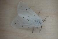 Diaphora mendica