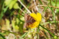 Euclidia glyphica