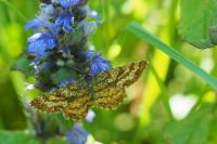 Ematurga atomaria