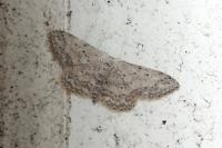 Idaea seriata