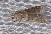 Eudonia angustea
