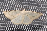 Stegania trimaculata