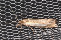 Crambus pascuella