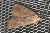 Spodoptera exigua