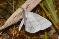 Cabera pusaria