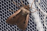 Ochropleura leucogaster