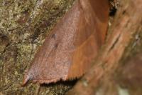 Watsonalla uncinula